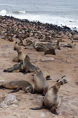 Image showing huge colony of Brown fur seal - sea lions in Namibia