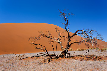 Image showing Dune 45 in sossusvlei NamibiaDune 45 in sossusvlei Namibia, view from the top