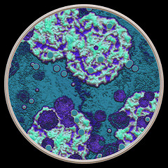 Image showing Symmetrical growth of bacteria