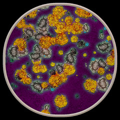 Image showing Symmetrical growth of bacteria