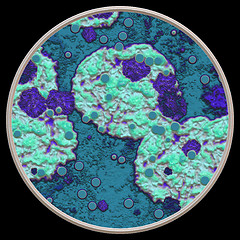 Image showing Symmetrical growth of bacteria