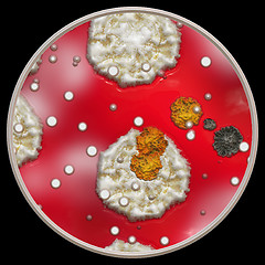 Image showing Symmetrical growth of bacteria