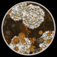 Image showing Symmetrical growth of bacteria