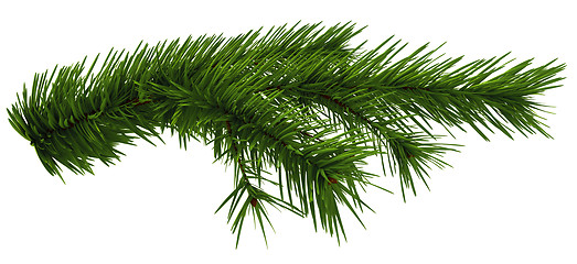 Image showing Christmas tree fir branch