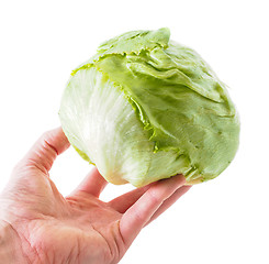 Image showing Hand holding a whole fresh green lettuce isolated towards white