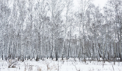 Image showing winter forest