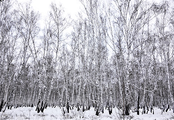 Image showing winter forest