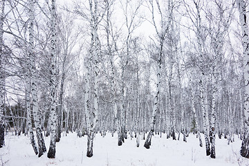 Image showing birch forest