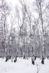 Image showing birch forest