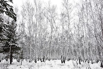 Image showing winter forest