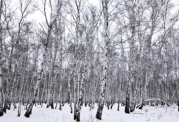 Image showing winter forest