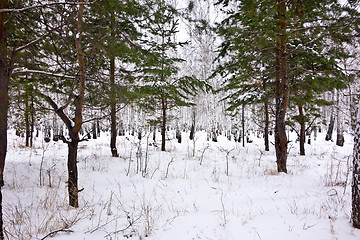 Image showing forest