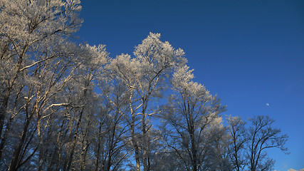 Image showing winter panoramic forest