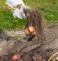 Image showing potato harvest