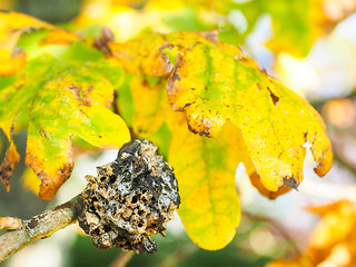 Image showing Closeup of fungi growth on oak tree in autumn colors