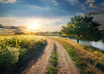 Image showing Field of sunflowers near river