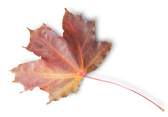 Image showing Bordeaux Autumn Maple Leaf