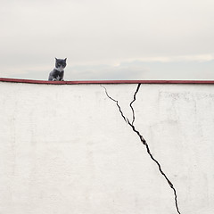 Image showing Cat sitting on the wall 