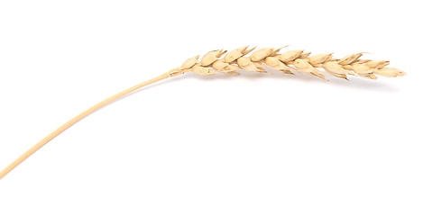 Image showing wheat ear