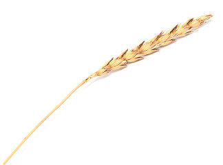 Image showing wheat ear 