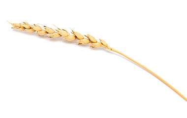 Image showing wheat ear