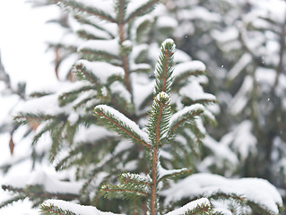 Image showing pine tree