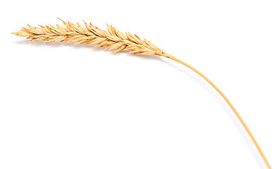 Image showing wheat ear