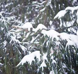 Image showing pine tree