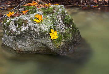 Image showing Rocks in a stream