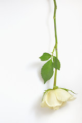 Image showing A single white Rose