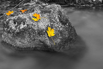 Image showing Rocks in a stream