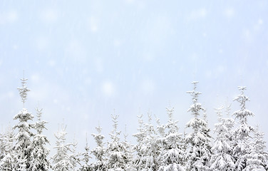 Image showing trees covered with fresh snow