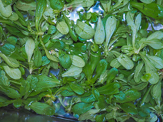 Image showing Green salad vegetables