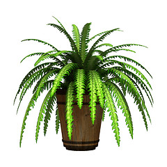 Image showing Boston Fern on White