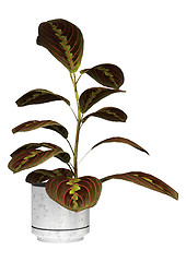 Image showing Prayer Plant on White