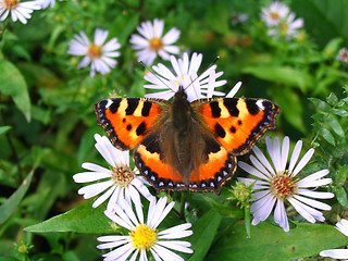 Image showing Small tortoiseshell