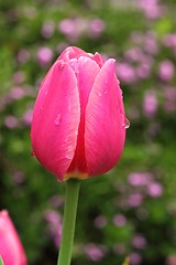 Image showing Pink tulip
