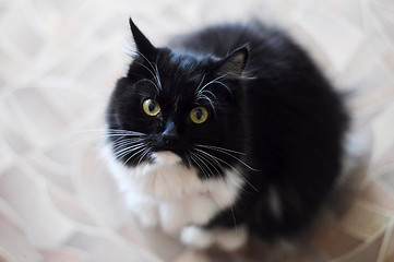 Image showing The black-and-white fluffy cat with white moustaches looks in a 