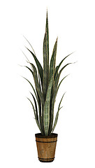 Image showing Sansevieria on White