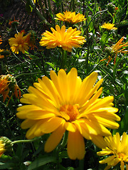 Image showing Marigold