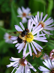 Image showing Fly in the Flower