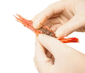 Image showing Hands wearing rubber gloves peeling pink boiled shrimp isolated 