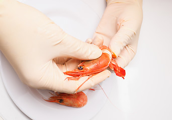 Image showing Hands peeling boiled pink shrimp with white rubber gloves 