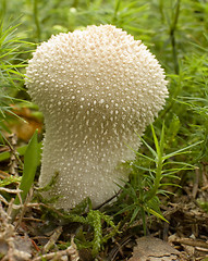 Image showing mushroom