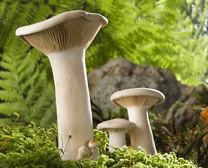 Image showing mushroom