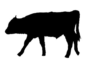 Image showing Aurochs on white