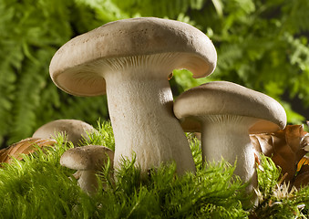 Image showing mushroom