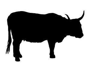 Image showing Aurochs on white