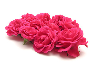 Image showing Bulk of pink roses on white background