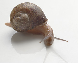 Image showing slug - escargot anyone